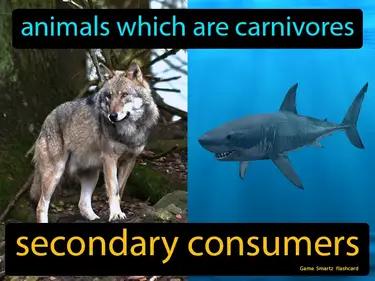 secondary consumers Simple Definition