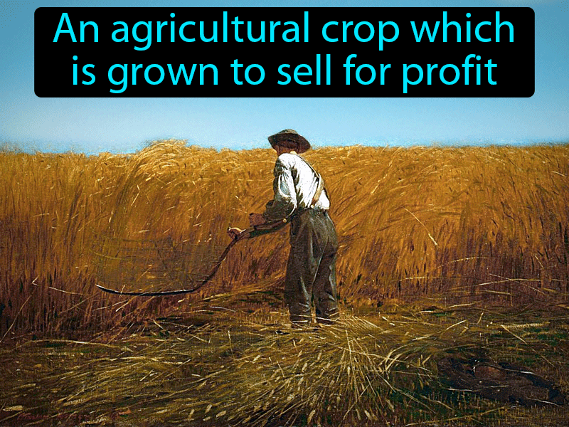 Cash Crop Definition with no text