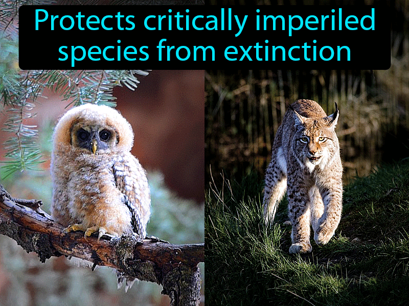 Endangered Species Act Definition with no text