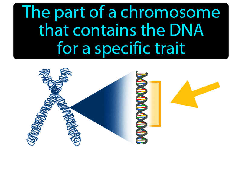 Gene Definition with no text