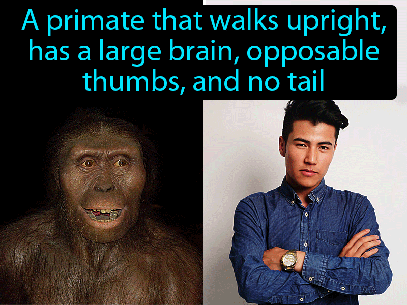 Hominid Definition with no text