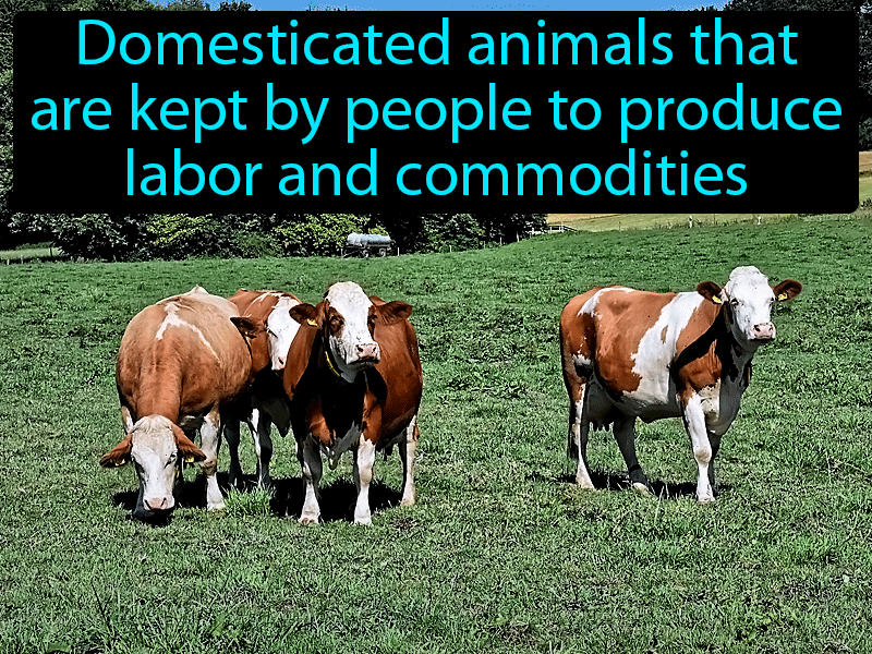 Livestock Definition with no text