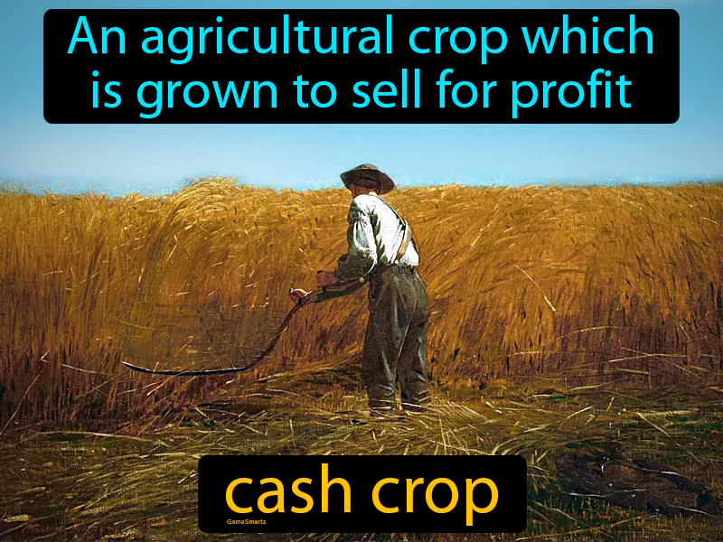 Cash Crop Definition