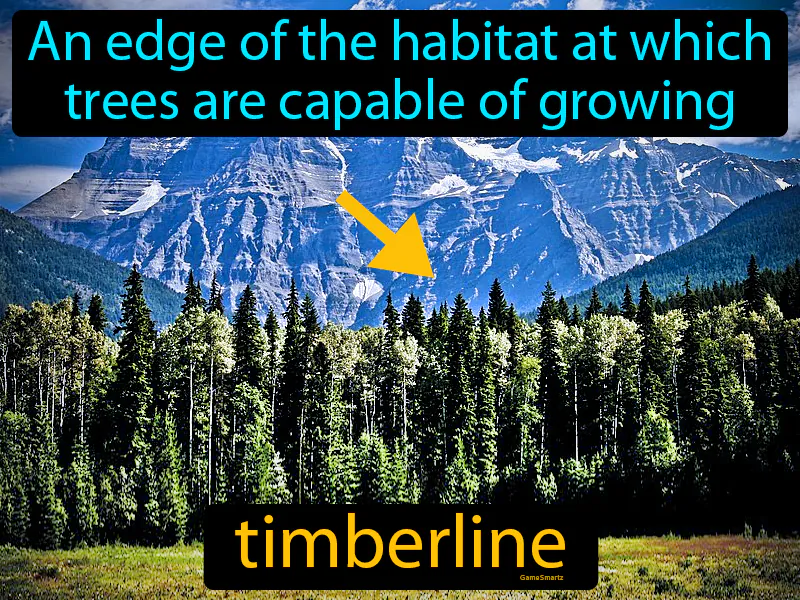 Timberline Definition