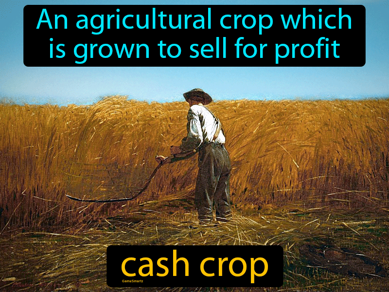 Cash-crop Definition