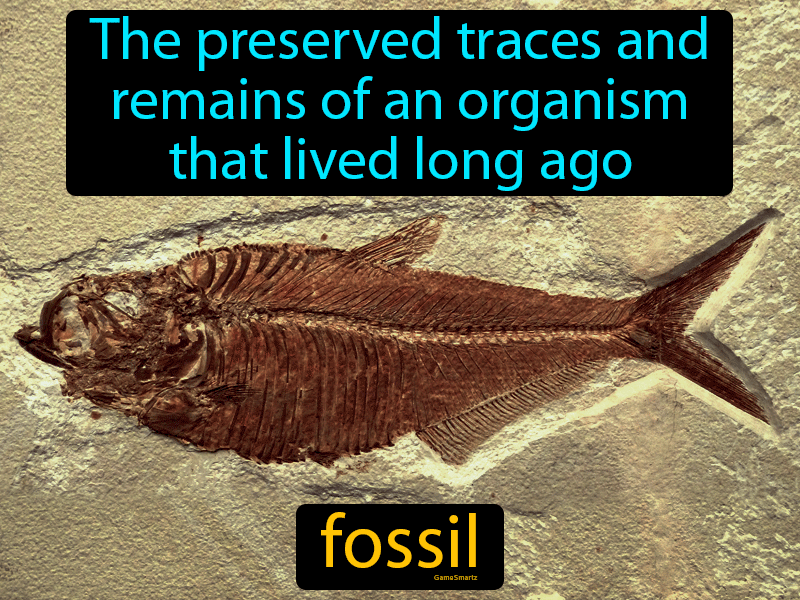 Fossil Definition