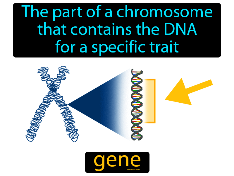 Gene Definition