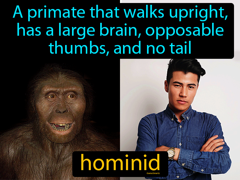 Hominid Definition