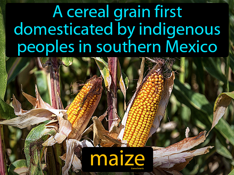 Maize Definition