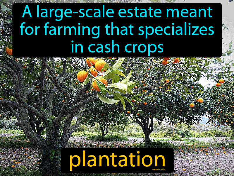 Plantation Definition
