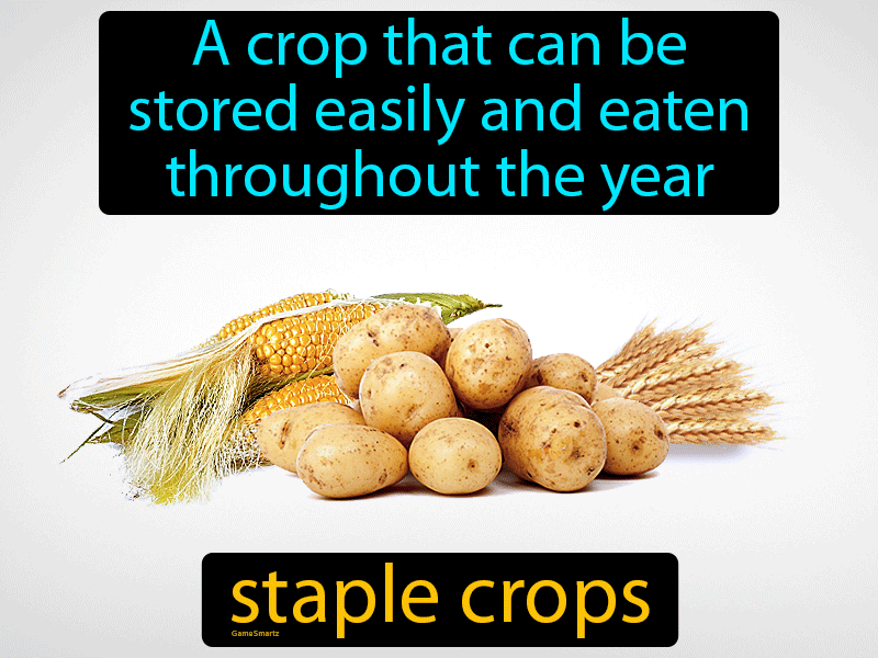 Staple Crops Definition