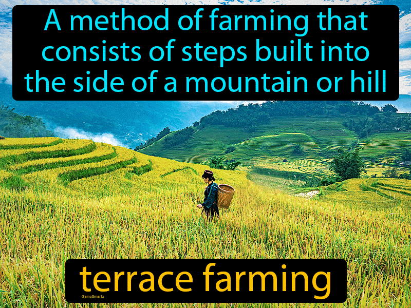 Terrace Farming Definition