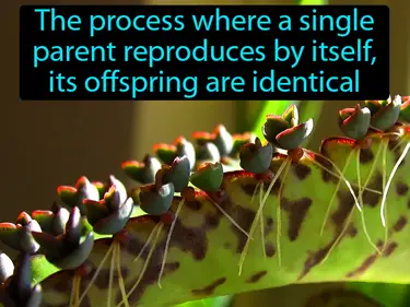 asexual reproduction