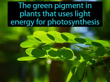 chlorophyll