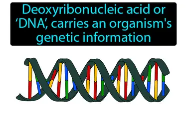 DNA