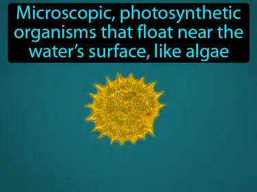 phytoplankton