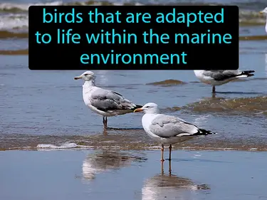 seabirds