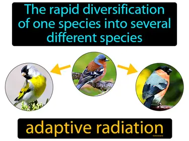 the rapid diversification of one species into several different species