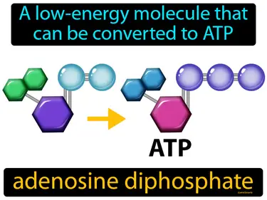 a low-energy molecule that can be converted to ATP
