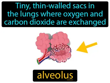 tiny, thin-walled sacs in the lungs where oxygen and carbon dioxide are exchanged between air and the blood