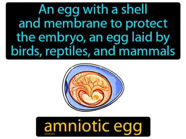 An egg with a shell and membrane to protect the embryo, an egg laid by birds, reptiles, and mammals