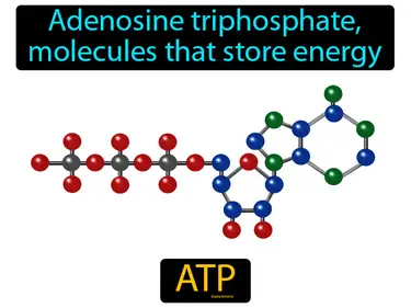 adenosine triphosphate, molecules that store energy