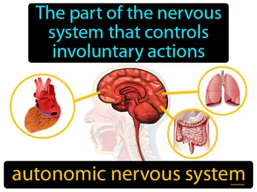 the part of the nervous system that controls involuntary actions