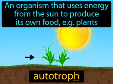 an organism that uses energy from the sun to produce its own food, like plants
