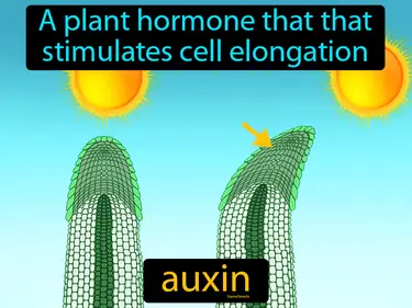 a plant hormone that that stimulates cell elongation