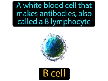 a white blood cell that makes antibodies, also called a B lymphocyte