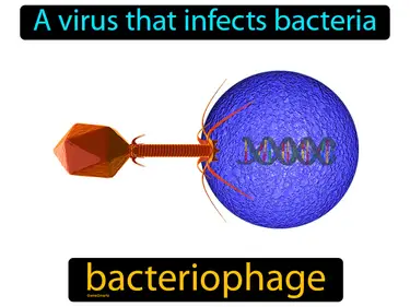 a virus that infects bacteria