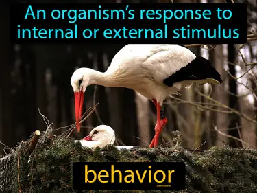 an organism’s response to internal or external stimulus