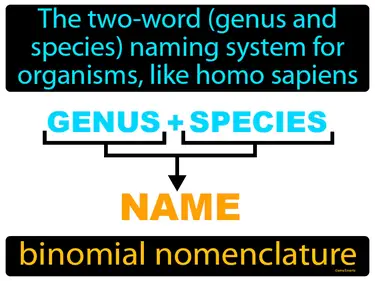 The two-word (genus and species) naming system for organisms, like homo sapiens