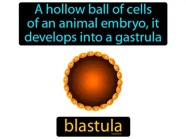 a hollow ball of cells of an animal embryo, it develops into a gastrula