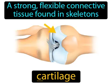 A strong, flexible connective tissue found in skeletons