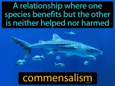 a relationship where one species benefits but the other is neither helped nor harmed