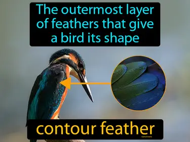 the outermost layer of feathers that give a bird its shape