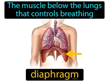 the muscle below the lungs that controls breathing