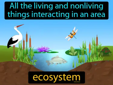 all the living and nonliving things interacting in an area