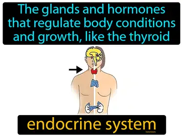 the glands and hormones that regulate body conditions and growth, like the thyroid