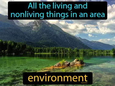 all the living and nonliving things in an area