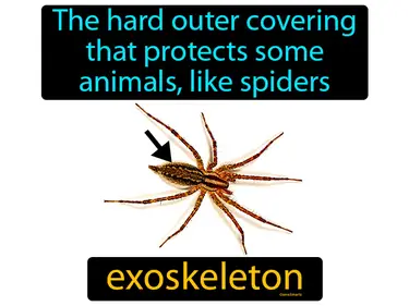 the hard outer covering that protects some animals, like spiders