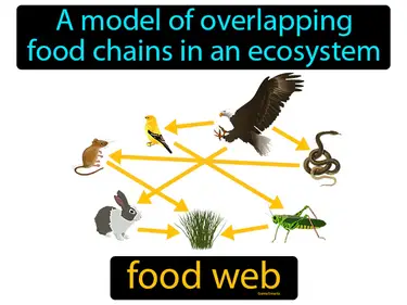 a model of overlapping food chains in an ecosystem