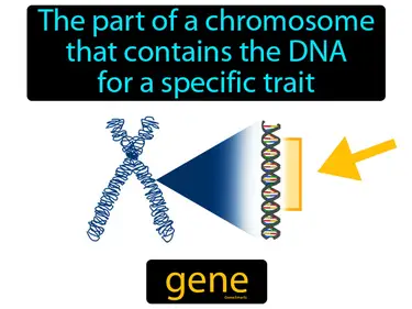 the part of a chromosome that contains the DNA for a specific trait