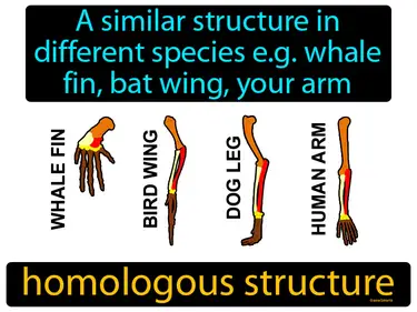a similar structure in different species, like a whale fin, bat wing and your arm