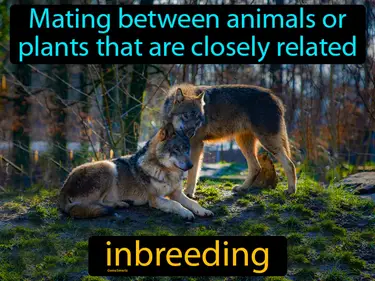 mating between animals or plants that are closely related