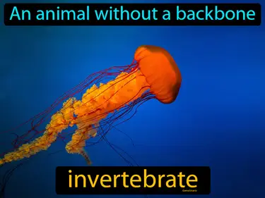 an animal without a backbone