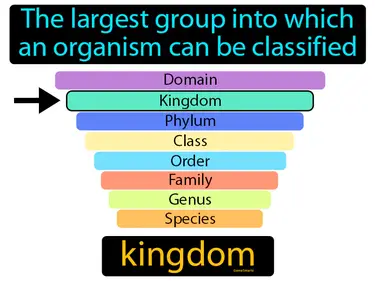 the largest group into which an organism can be classified