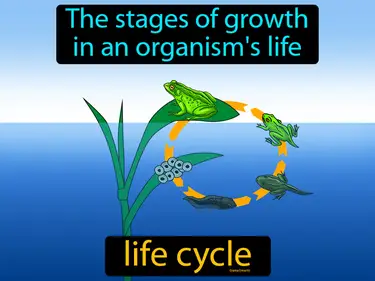 the stages of growth in an organism's life