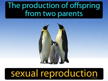 The production of offspring from two parents